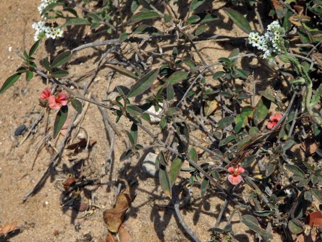 Indigovník (Indigofera diversifolia DC.)
