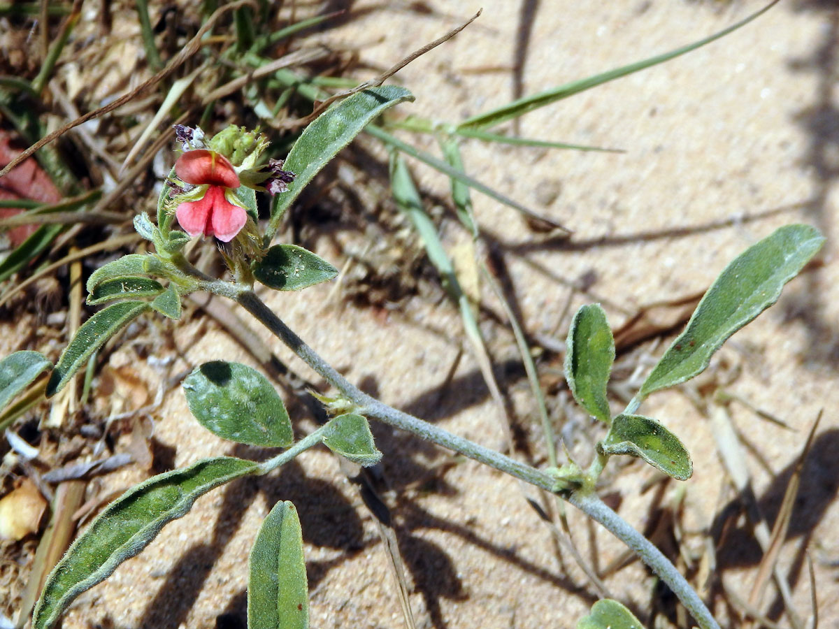 Indigovník (Indigofera diversifolia DC.)