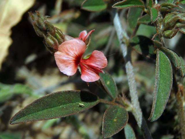 Indigovník (Indigofera diversifolia DC.)