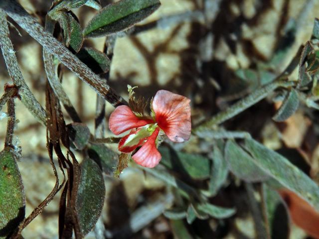 Indigovník (Indigofera diversifolia DC.)