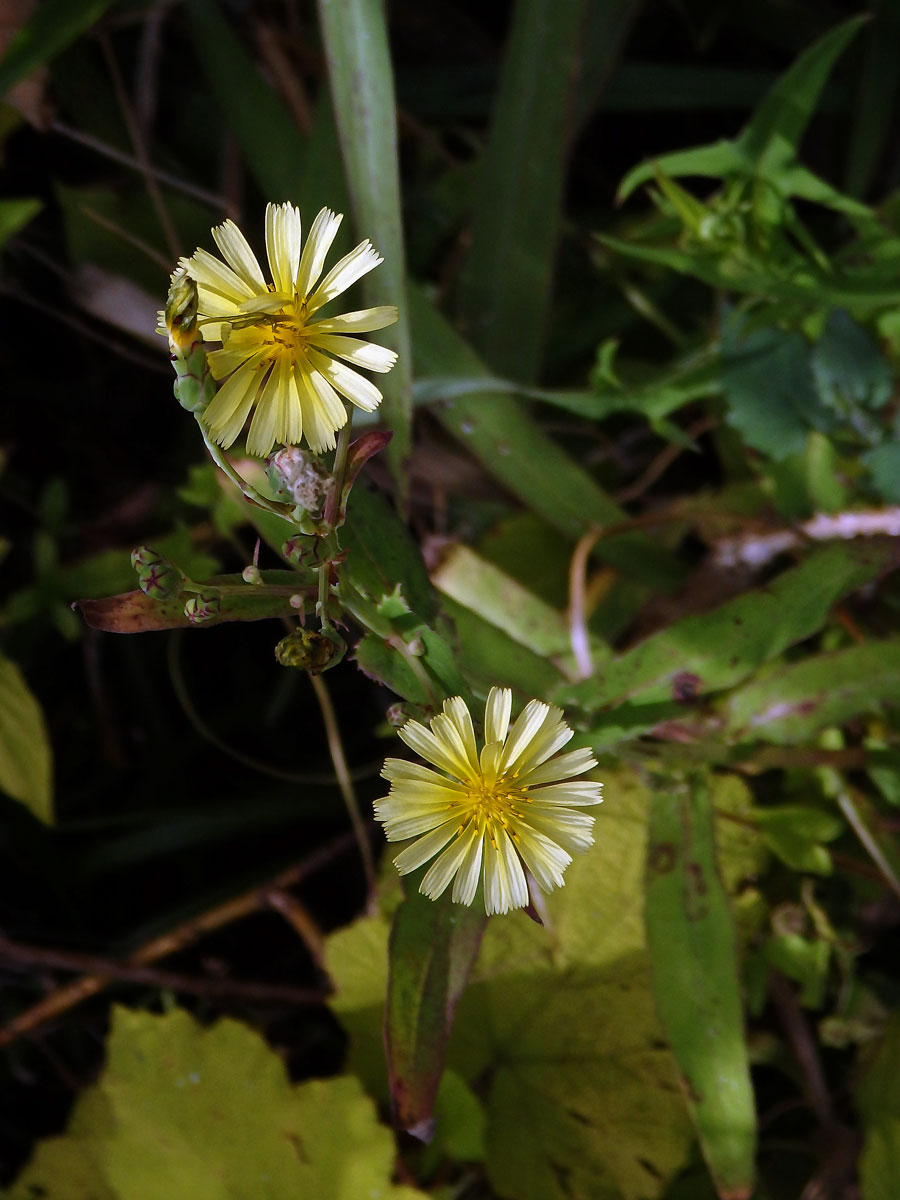 Locika (Lactuca indica L.)