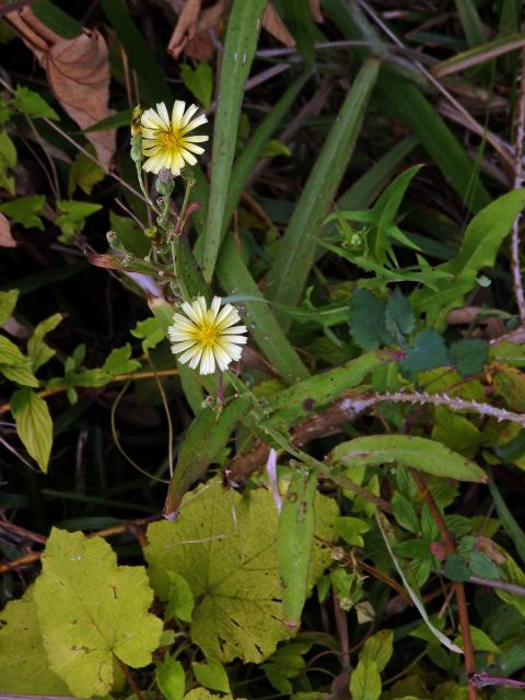 Locika (Lactuca indica L.)