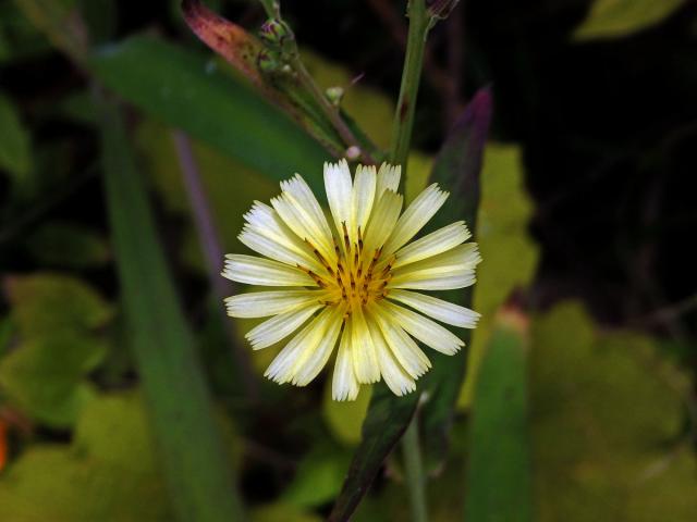 Locika (Lactuca indica L.)