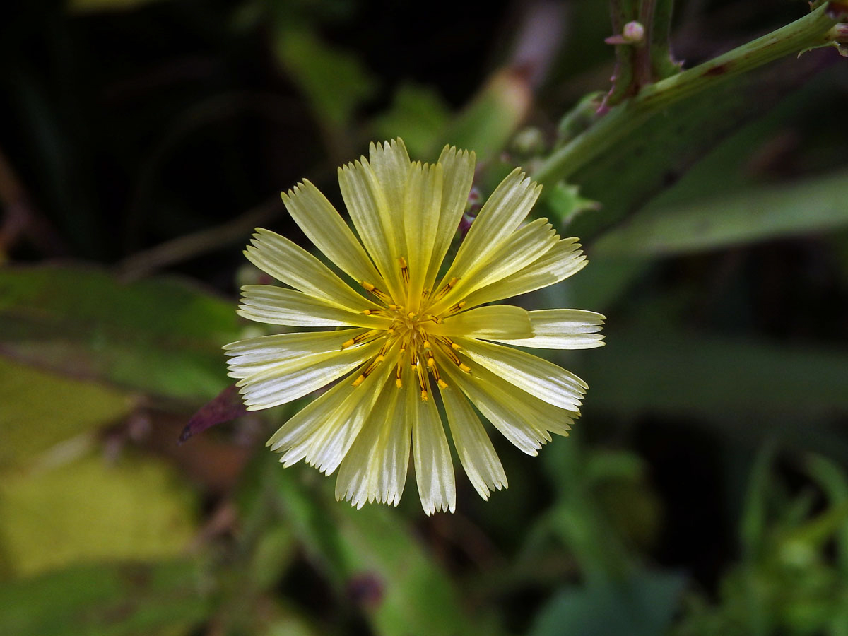 Locika (Lactuca indica L.)