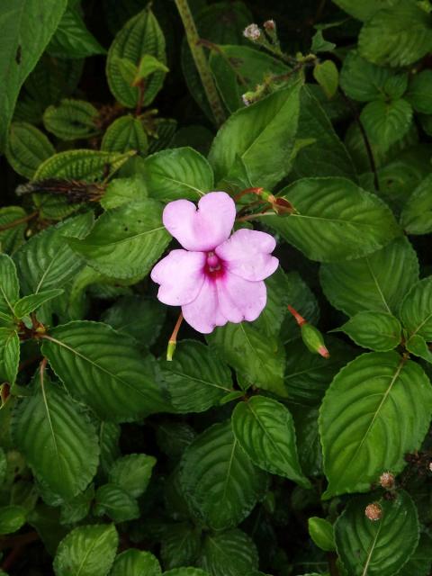 Netýkavka (Impatiens flaccida Arn.)