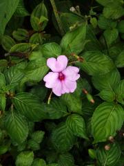 Netýkavka (Impatiens flaccida Arn.)   