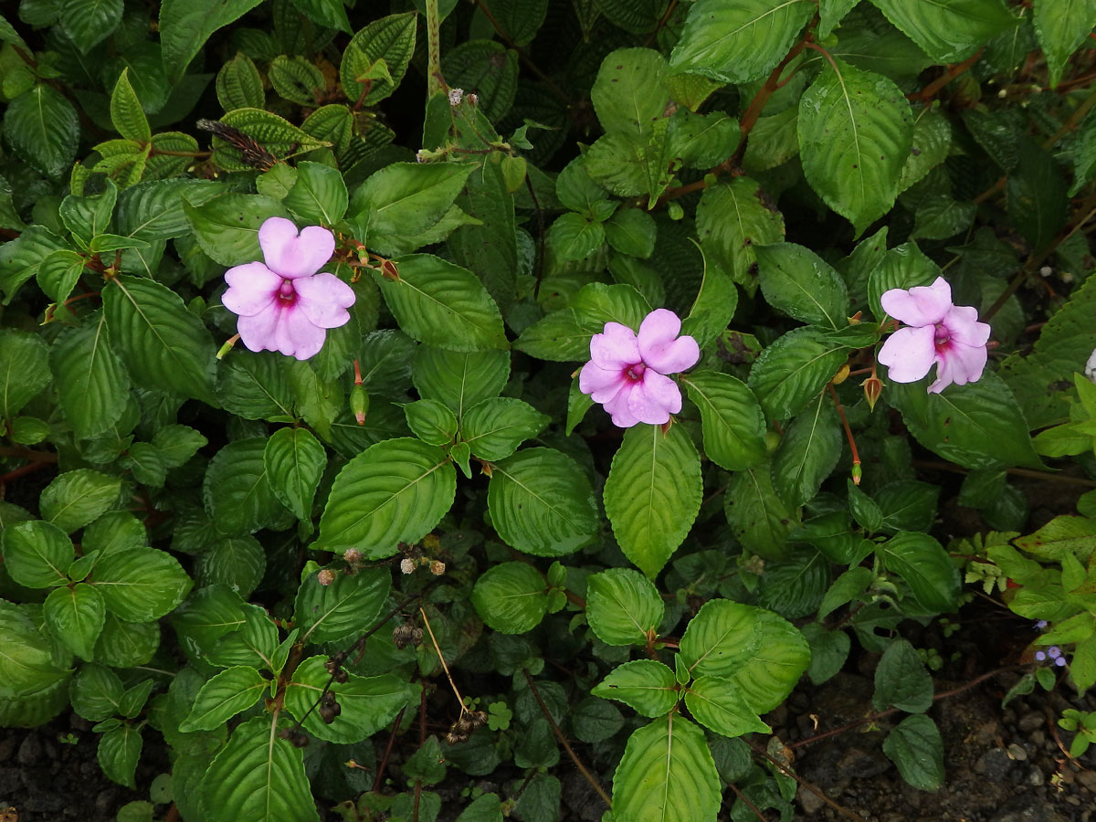 Netýkavka (Impatiens flaccida Arn.)