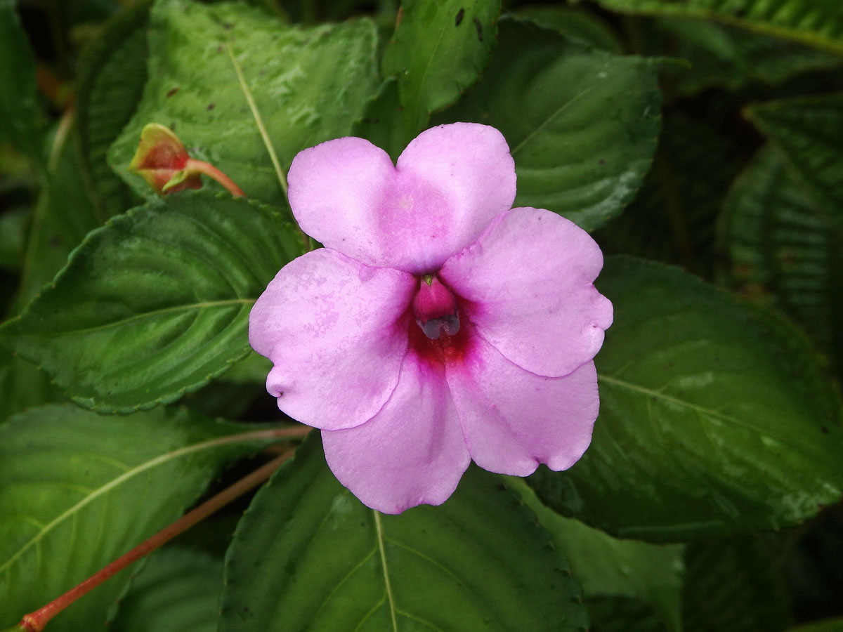 Netýkavka (Impatiens flaccida Arn.)