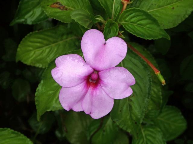 Netýkavka (Impatiens flaccida Arn.)