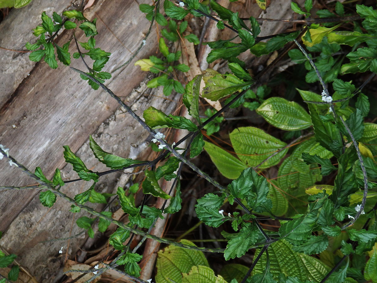 Stachytarpheta australis Moldenke