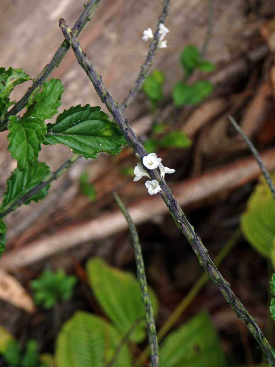 Stachytarpheta australis Moldenke