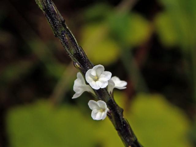 Stachytarpheta australis Moldenke