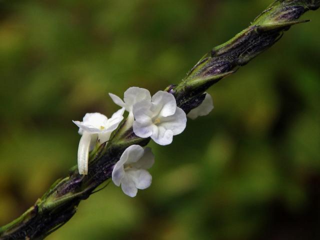 Stachytarpheta australis Moldenke