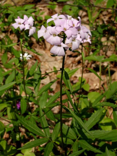 Kyčelnice cibulkonosná (Dentaria bulbifera L.)