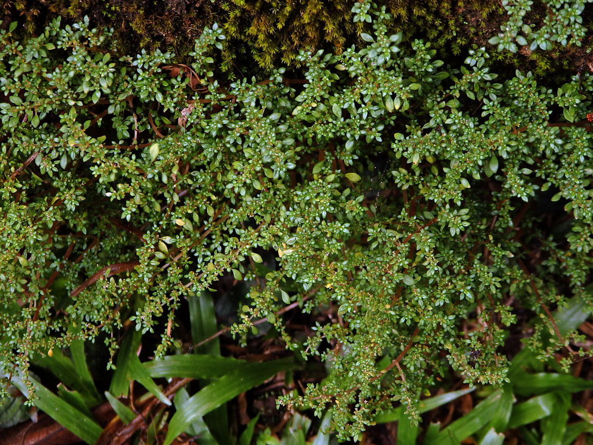 Pilea microphylla (L.) Liebm.