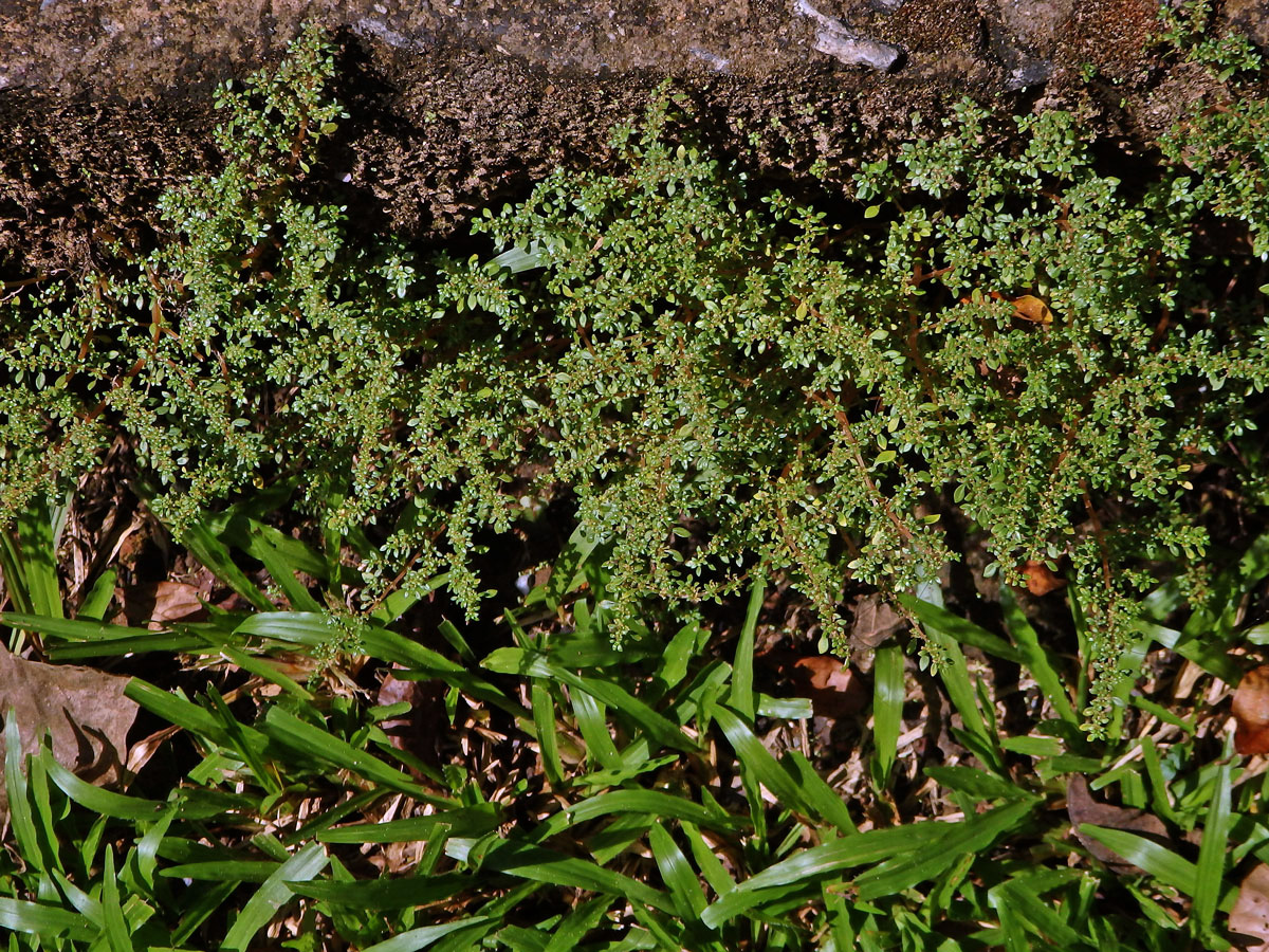 Pilea microphylla (L.) Liebm.