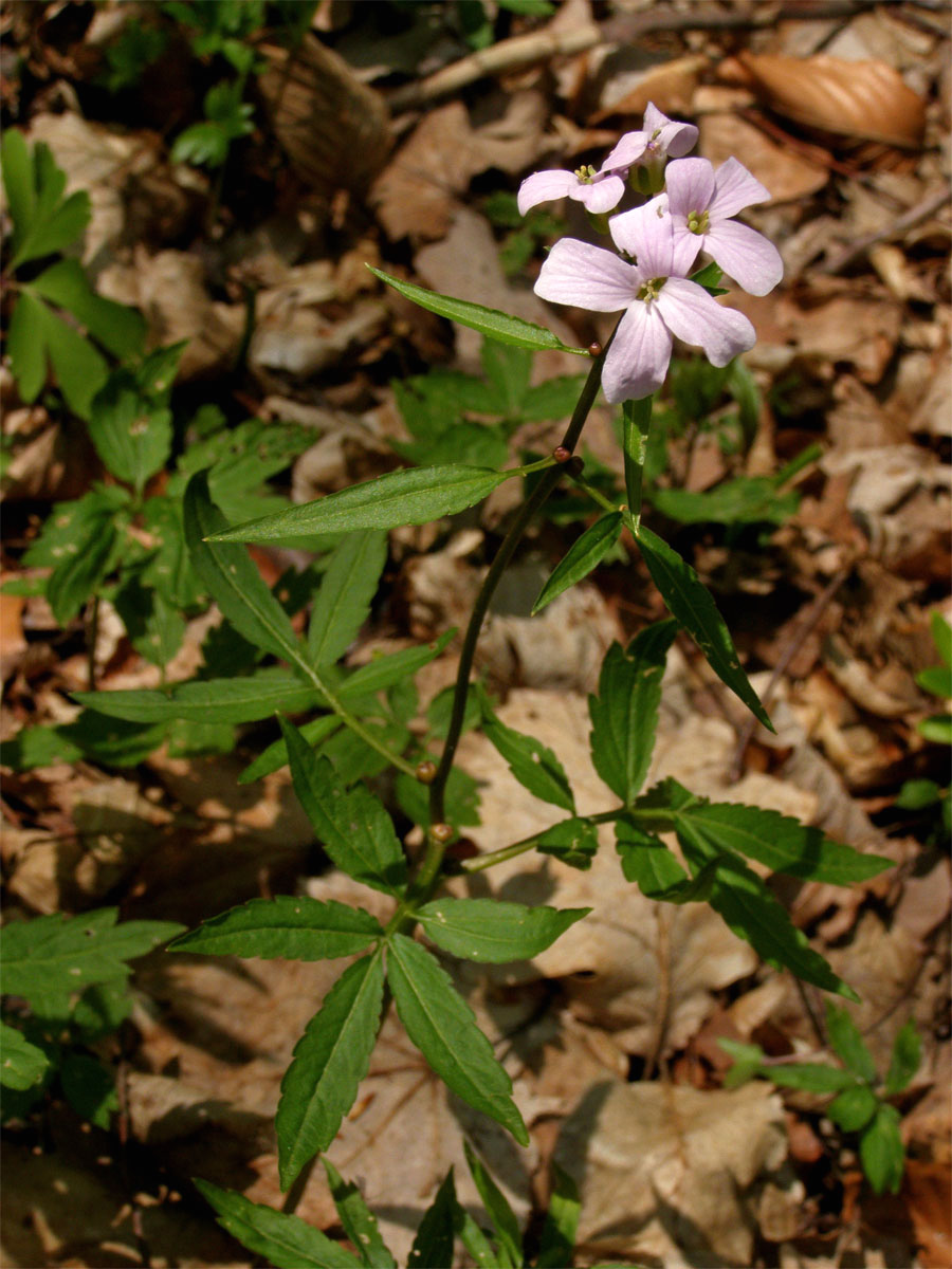 Kyčelnice cibulkonosná (Dentaria bulbifera L.)