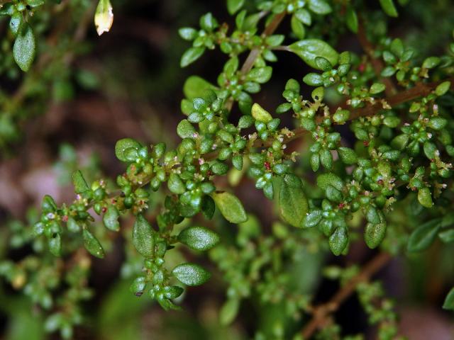 Pilea microphylla (L.) Liebm.