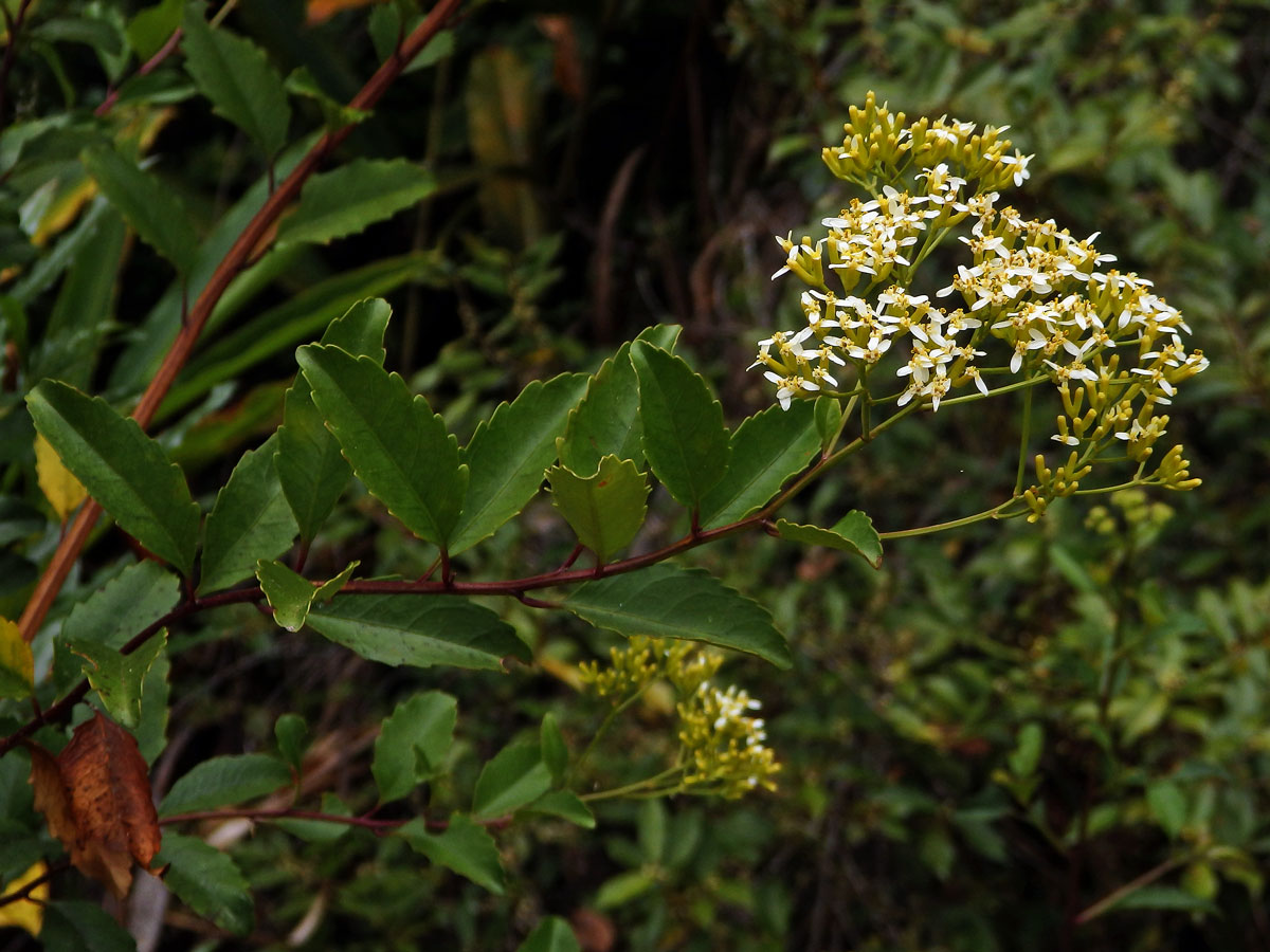 Hubertia ambavilla Bory