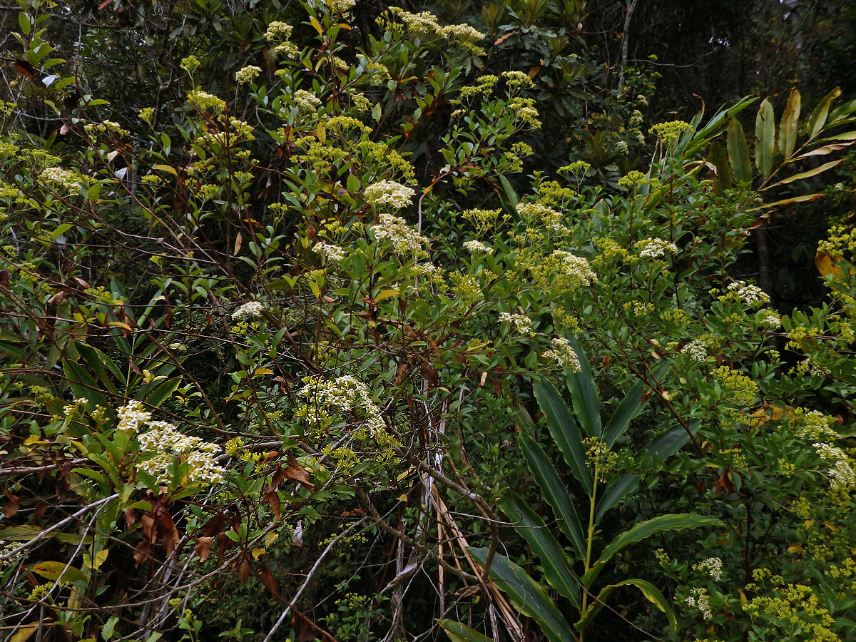 Hubertia ambavilla Bory