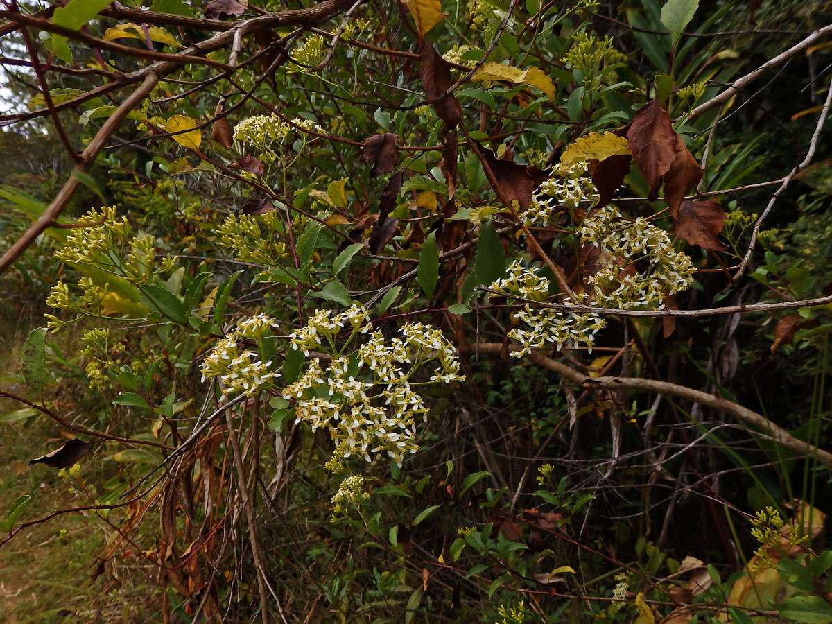 Hubertia ambavilla Bory