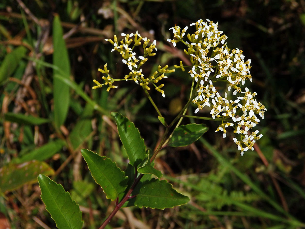 Hubertia ambavilla Bory