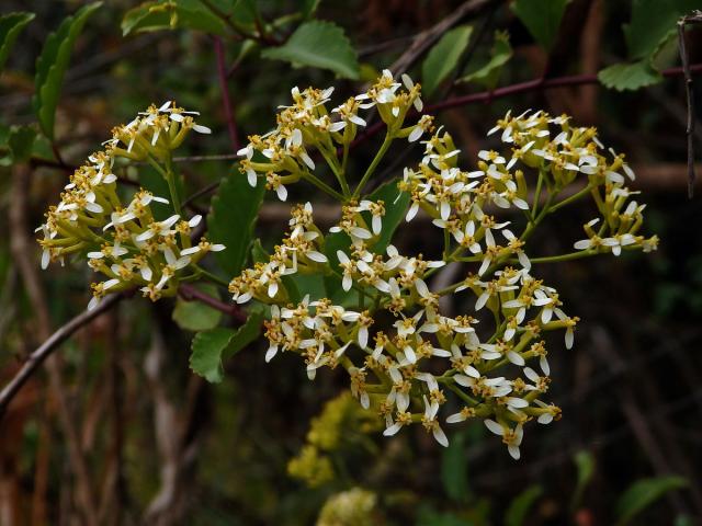 Hubertia ambavilla Bory