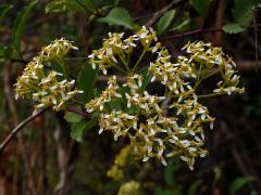 Hubertia ambavilla Bory