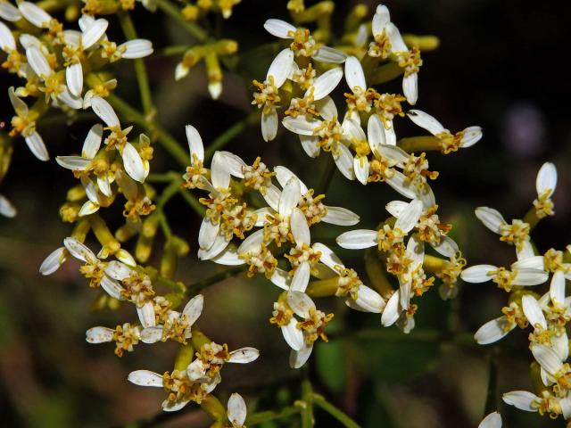 Hubertia ambavilla Bory