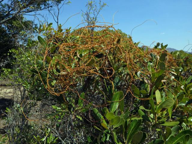 Cassytha filiformis L.