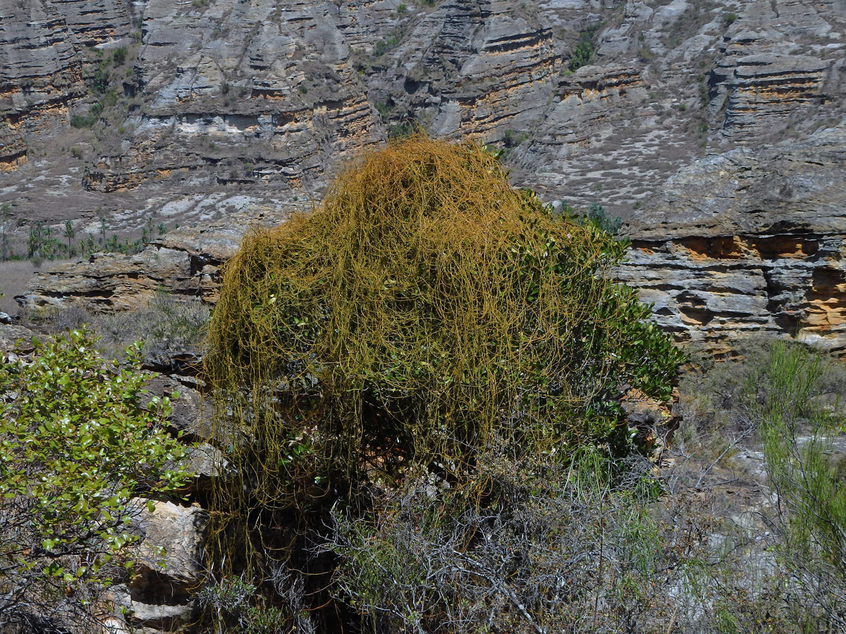 Cassytha filiformis L.