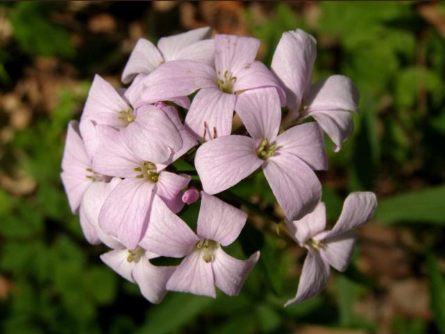 Kyčelnice cibulkonosná (Dentaria bulbifera L.)