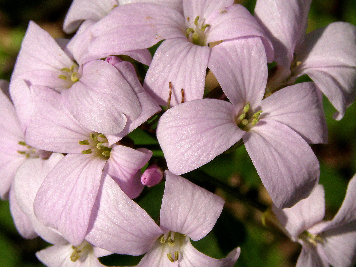 Kyčelnice cibulkonosná (Dentaria bulbifera L.)