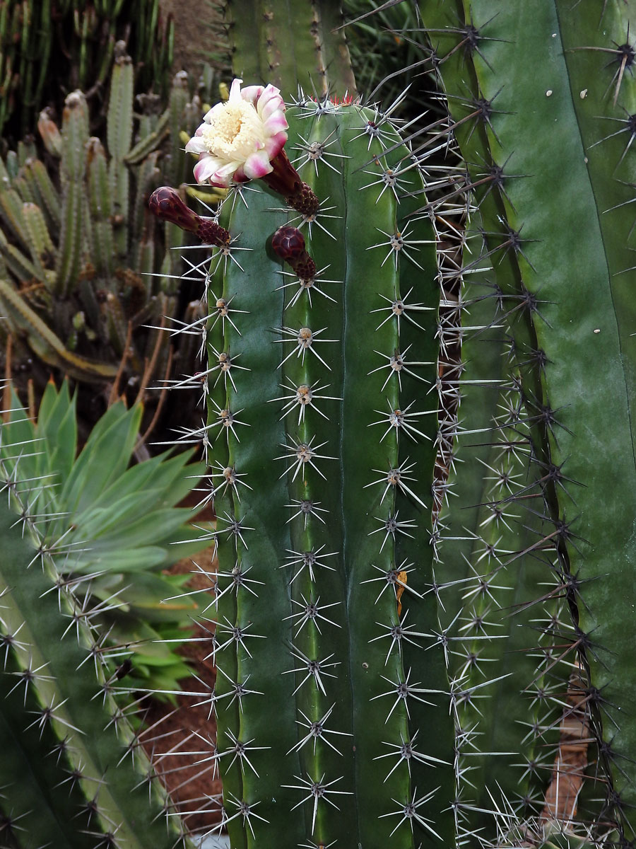 Stenocereus thurberi (Engelm.) Buxb.