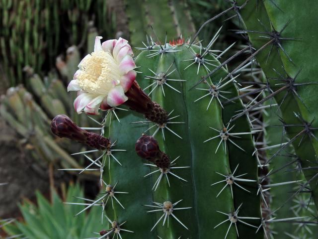 Stenocereus thurberi (Engelm.) Buxb.