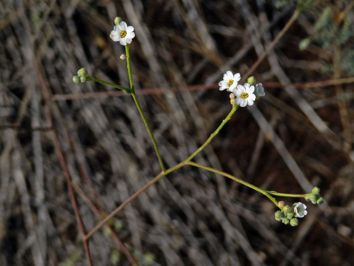 Tařice (Aurinia uechtritziana (Bornm.) Cullen & T. R. Dudley)