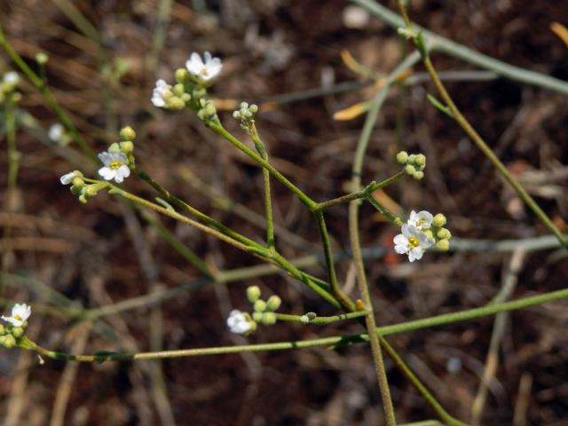 Tařice (Aurinia uechtritziana (Bornm.) Cullen & T. R. Dudley)