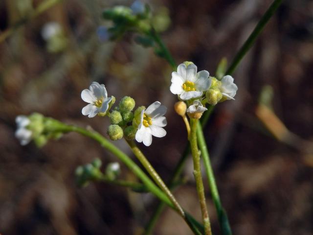 Tařice (Aurinia uechtritziana (Bornm.) Cullen & T. R. Dudley)