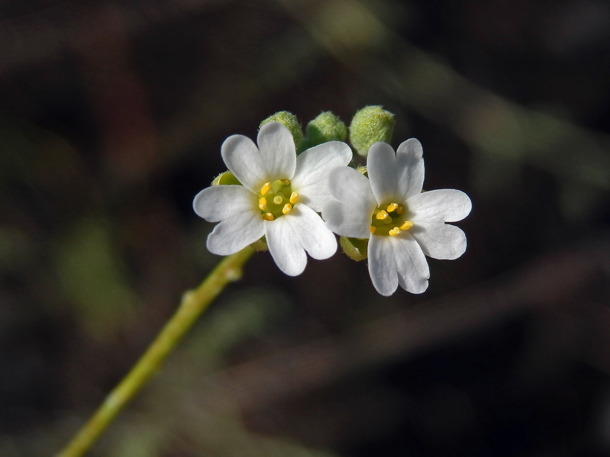 Tařice (Aurinia uechtritziana (Bornm.) Cullen & T. R. Dudley)