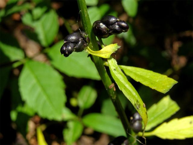 Kyčelnice cibulkonosná (Dentaria bulbifera L.)