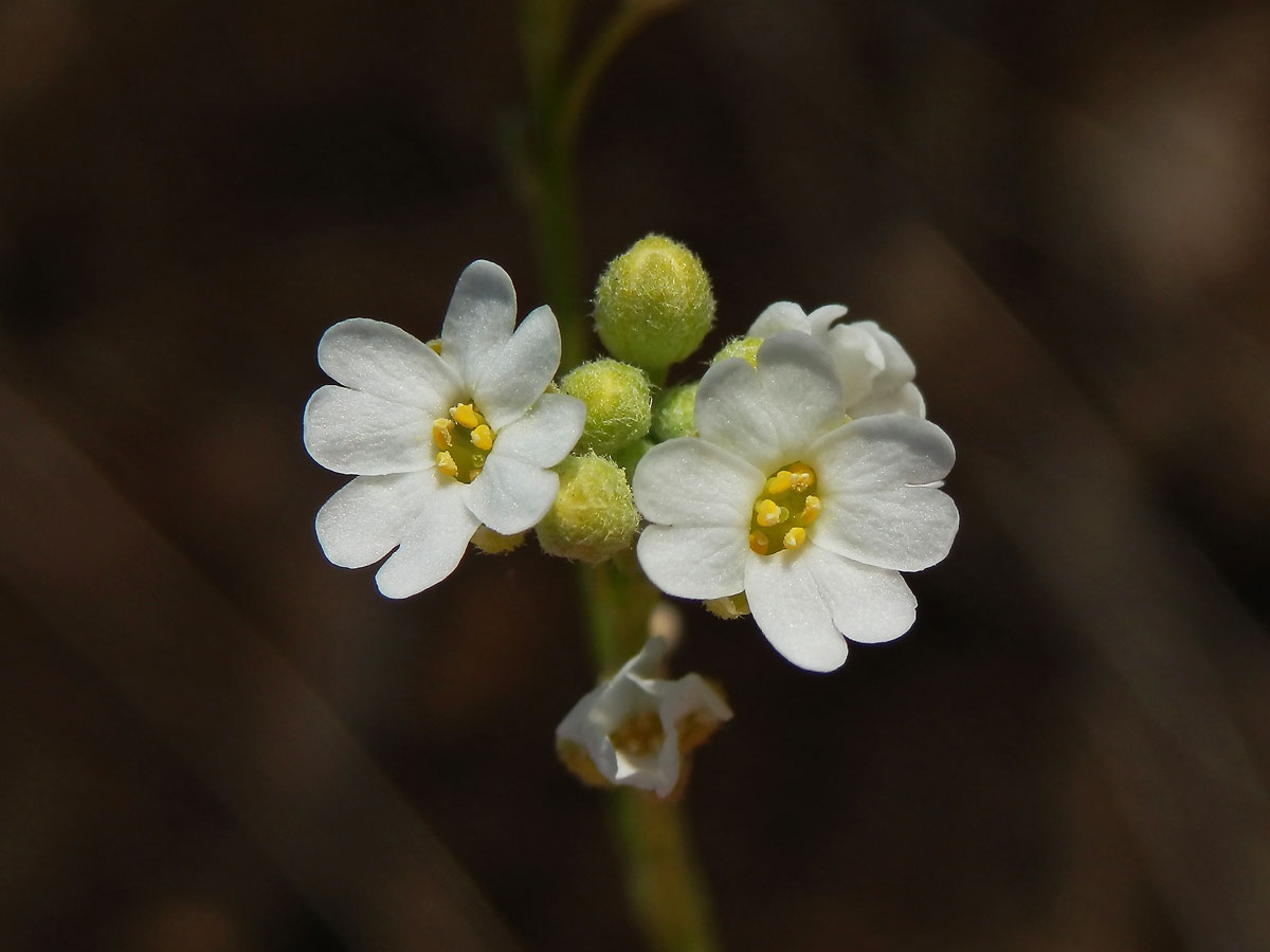 Tařice (Aurinia uechtritziana (Bornm.) Cullen & T. R. Dudley)