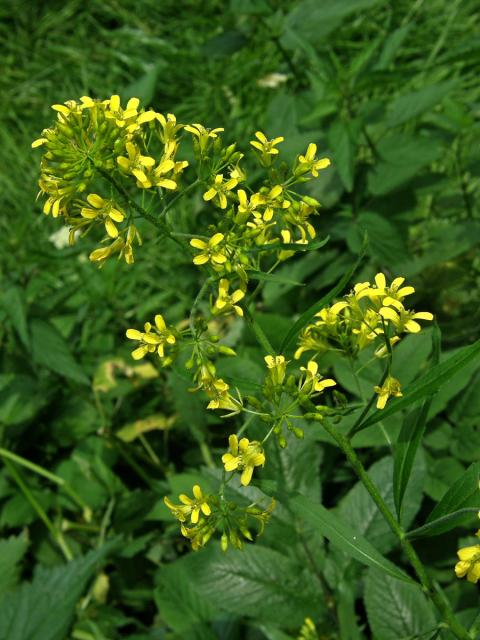 Hulevník nejtužší (Sisymbrium strictissimum L.)