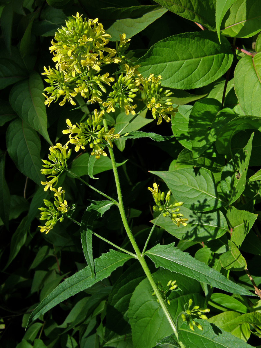 Hulevník nejtužší (Sisymbrium strictissimum L.)