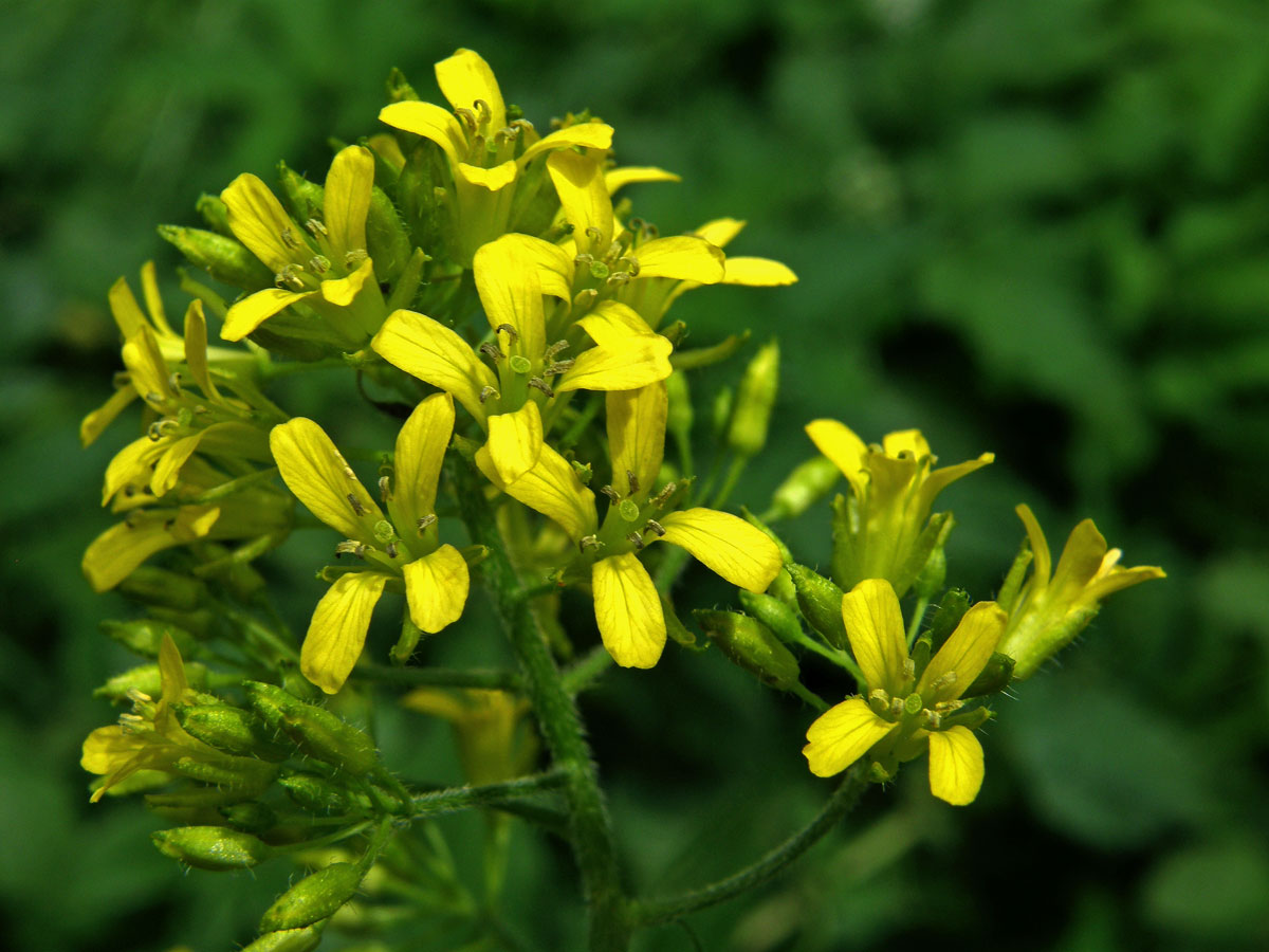 Hulevník nejtužší (Sisymbrium strictissimum L.)