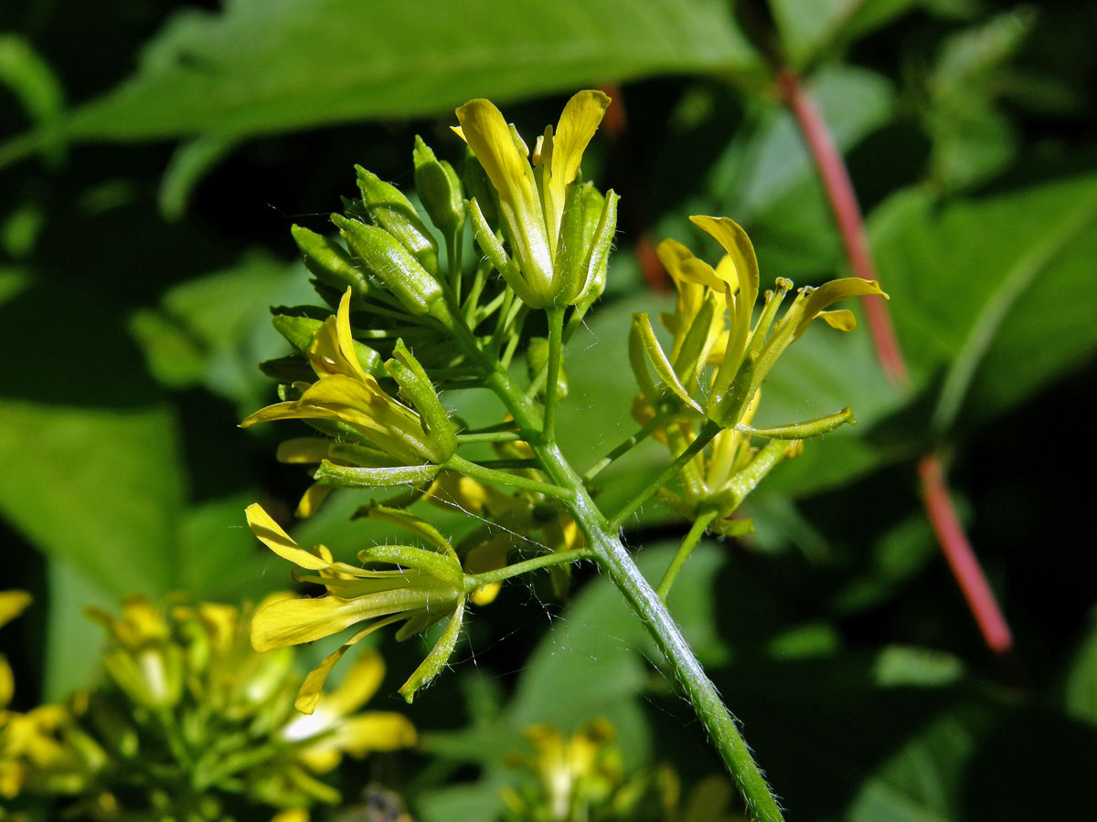 Hulevník nejtužší (Sisymbrium strictissimum L.)