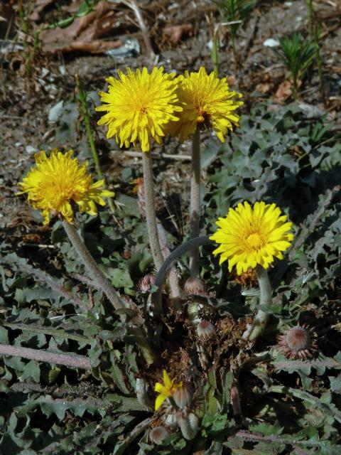 Smetánka (Taraxacum serotinum (Waldst. & Kit.) Poir.)