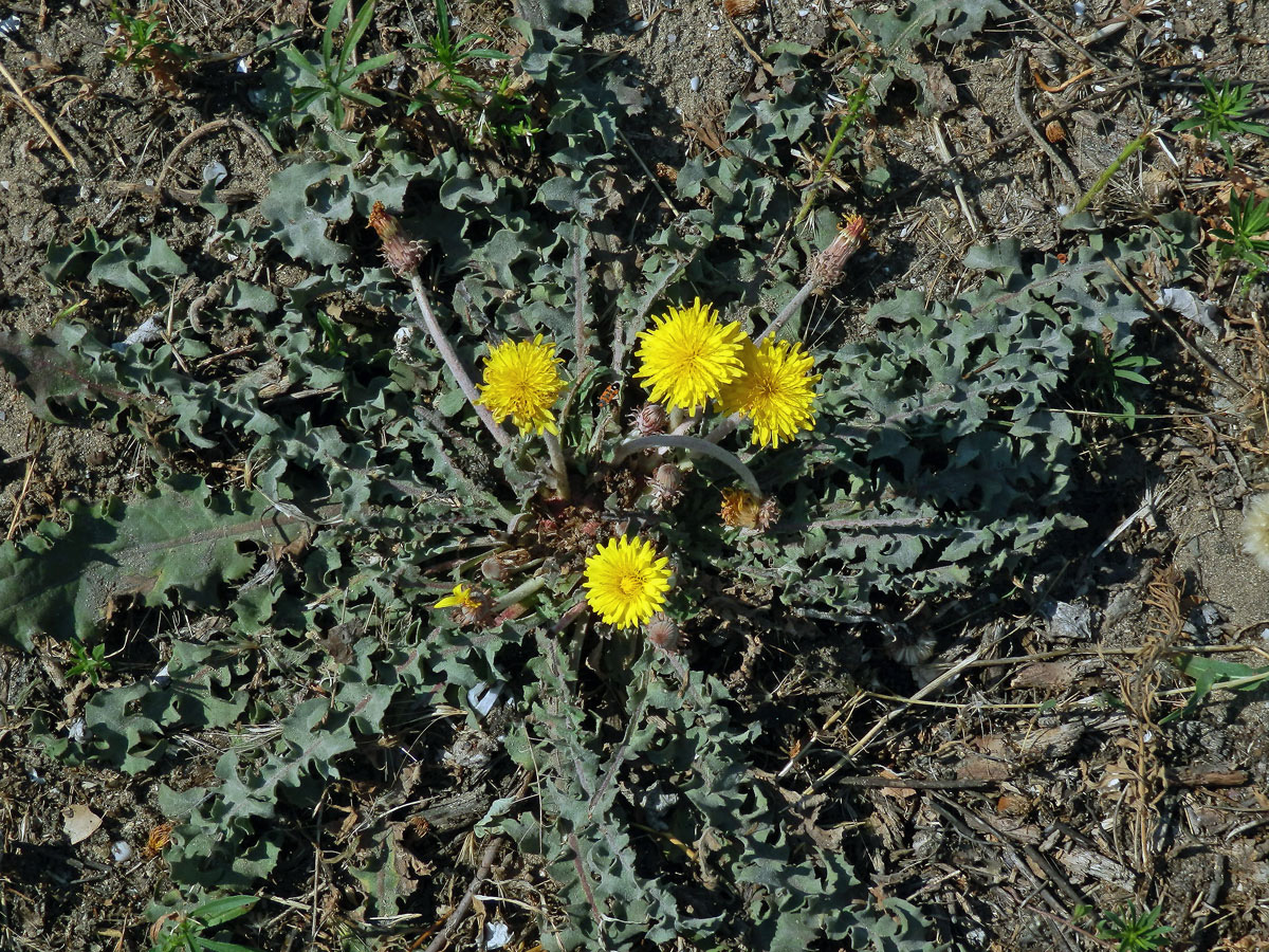 Smetánka (Taraxacum serotinum (Waldst. & Kit.) Poir.)