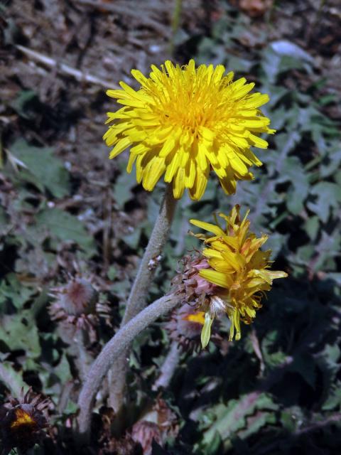 Smetánka (Taraxacum serotinum (Waldst. & Kit.) Poir.)