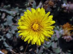 Smetánka (Taraxacum serotinum (Waldst. & Kit.) Poir.)