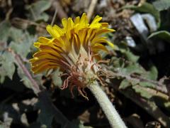 Smetánka (Taraxacum serotinum (Waldst. & Kit.) Poir.)